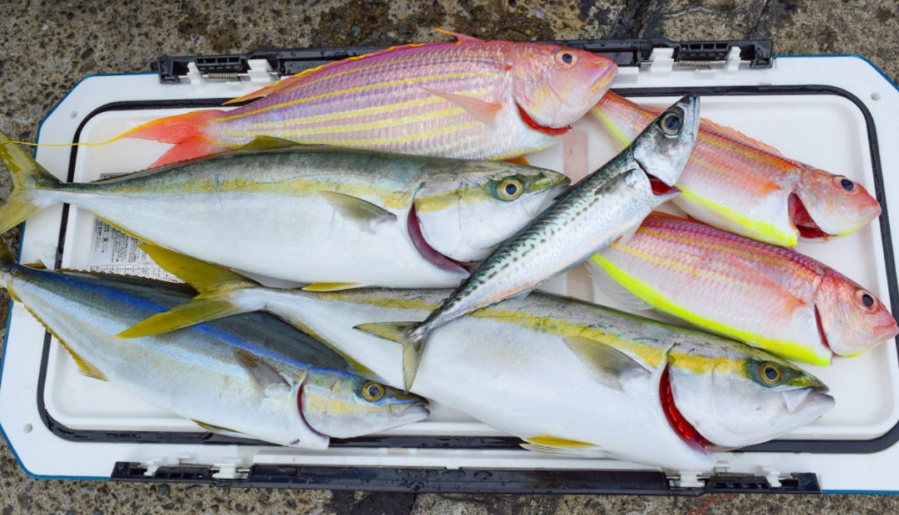 魚